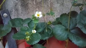 Клубника Ампельная " Искушение" вьющаяся,первый год.