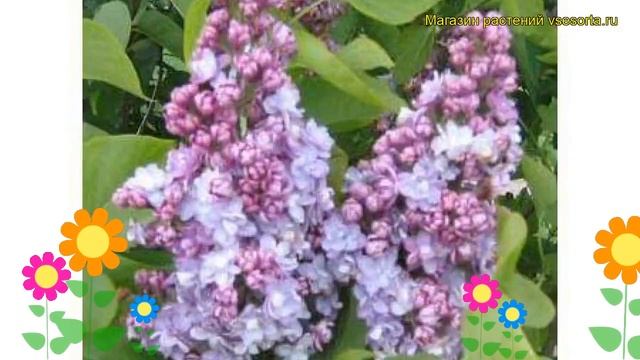 Сирень обыкновенная Мишель Бухнер. Краткий обзор, описание syringa vulgaris Michel Buchner смотреть онлайн