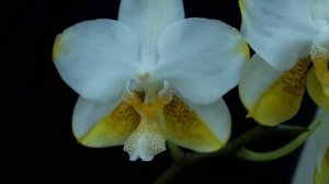 Phalaenopsis  An Tai Jade "KS - 1000"