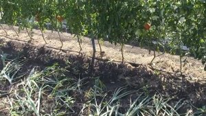 ПОЛИВ НА ДАЧЕ   Делаем сами 5. Монтаж водоразборных точек.