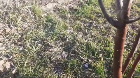 Обработка сада медным купоросом. Гостагаевская.