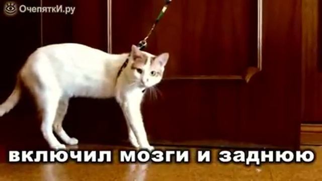Побег Котэ смотреть онлайн
