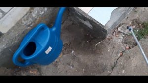 Как избавиться от двухвосток препарат карбофос