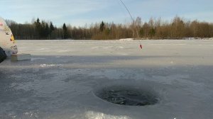 Зимний карась крупным планом