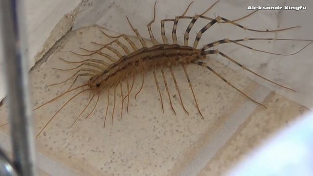 Fly-trap.Насекомое мухоловка.