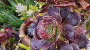 Aeonium ‘Cyclops’