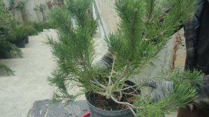 стрижка сосны горной в ниваки ) часть 1