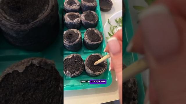 Черенкование калибрахоа