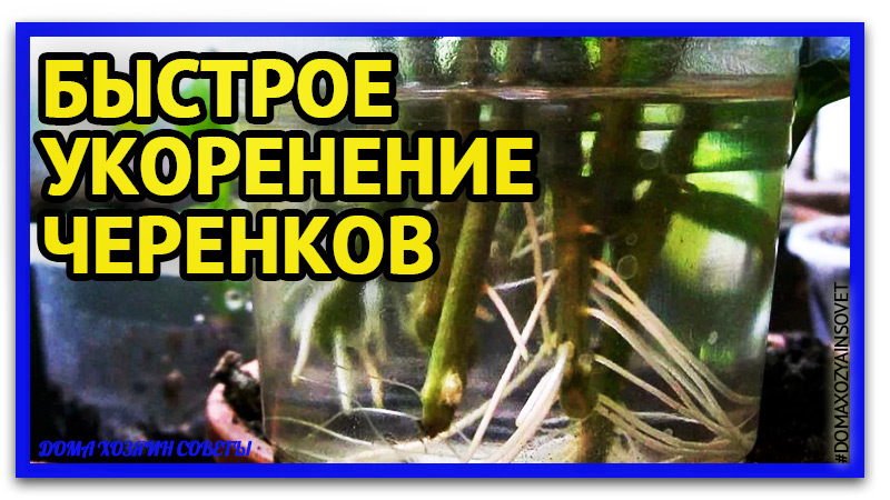 Без названия