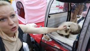 В Чебоксарах состоялась выставка породистых кошек