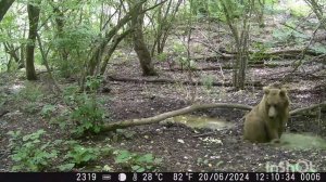 Нальчанин Игорь Кадурин установил фотоловушку на Кизиловке