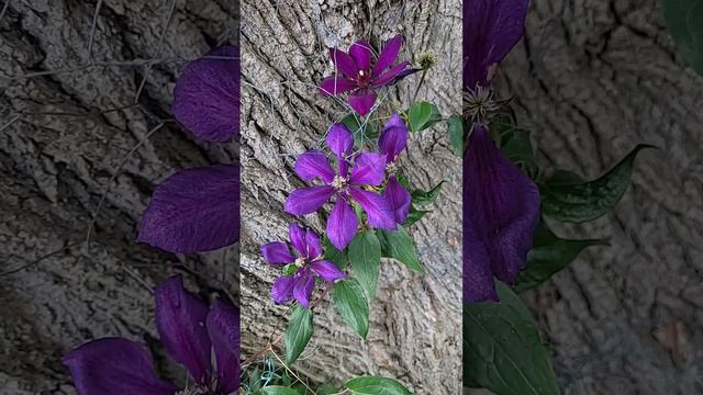 🇨🇦Purple Clematis