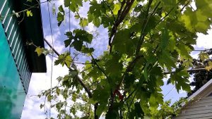 ВИНОГРАД НА ГОРИЗОНТАЛЬНОЙ ШПАЛЕРЕ