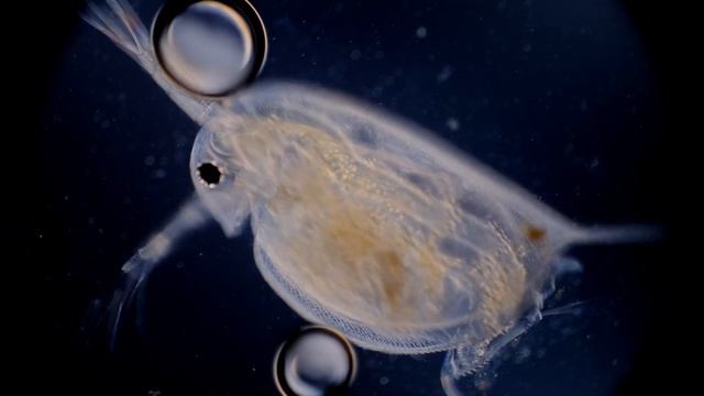 Daphnia (water fleas) Doing Funny Things Under the Microscope смотреть онлайн