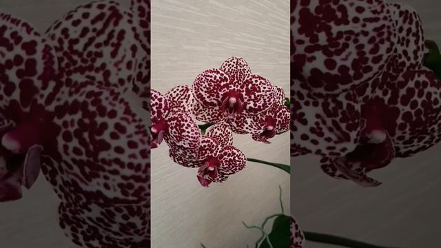 Орхидея Фаленопсис Дикий кот домашнее цветение. смотреть онлайн