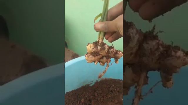 Ginger Harvest🌱🌱CGS Short