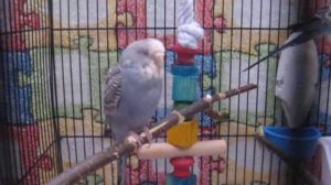 Чихание волнистого попугая