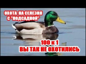 ВЕСЕННЯЯ ОХОТА НА  УТКУ 2023