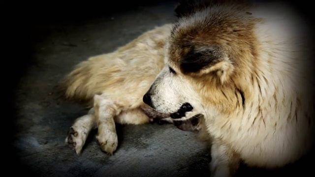 Saint Francis prayer to find lost animals, and Animal protection смотреть онлайн