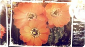 Айлостера Фибрига - кактус шаровидный. (Aylostera fiebrigii)