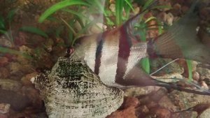 У скалярии лопнул плавательный пузырь