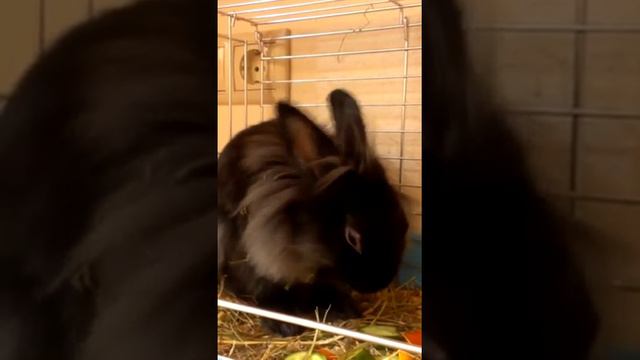 Кроликов заводят только ради этого... смотреть онлайн