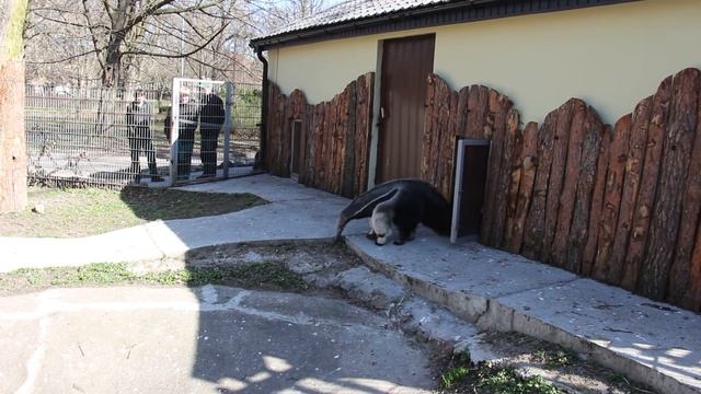 Гигантский муравьед на прогулке смотреть онлайн