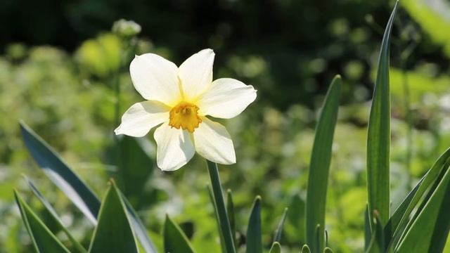 Цветков тюльпан Нарцисс Ромашка