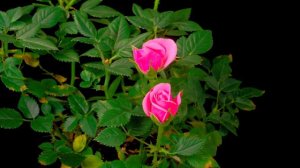 4K HDR 60fps Dolby Vision _ Природа