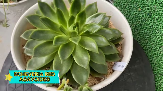 Mga lumaki at lush ko na Succulents смотреть онлайн