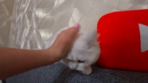 МИЛАНЕ КУПИЛИ СОБАКУ!!! ЩЕНОК У НАС ДОМА! НОВЫЙ ПИТОМЕЦ! КАК НАЗВАЛИ? КТО ЭТО??