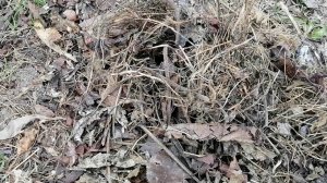 Как перезимовал мой киви Дженни