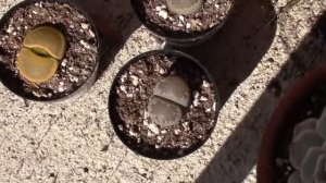 Plants! My Lithops Are Splitting!