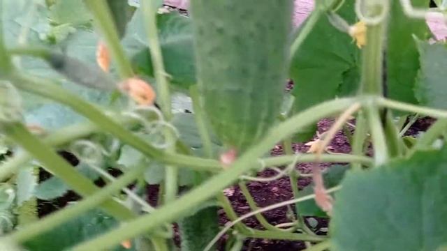 Мои огурцы, 22.06.21. Про МЭЛС, опять смотреть онлайн