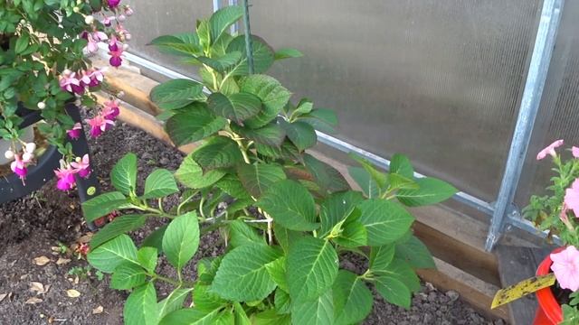 Октябрь. Цветы в горшках и как продлить их цветение. Петунии, бакопа и др смотреть онлайн