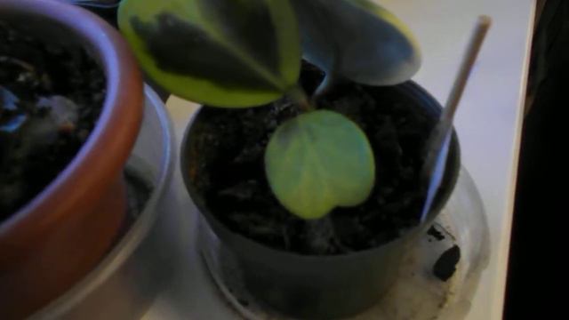 26 сентябрь  мои цветочки смотреть онлайн