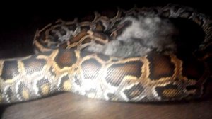 Питон кушает кролика