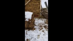 Feeder for cattle. Кормушка для КРС