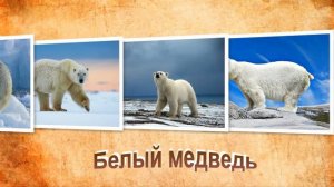 Самый БОЛЬШОЙ Белый медведь