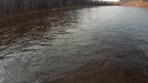 СПИННИНГ, БЛЕСНА DAIWA, РЕКА ИНГОДА.