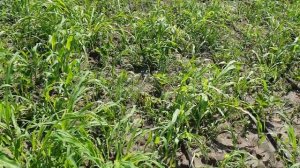 Прополка маточника клубники мех. и хим. способом.