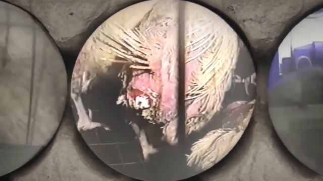 Откуда берутся куриные яйца смотреть онлайн