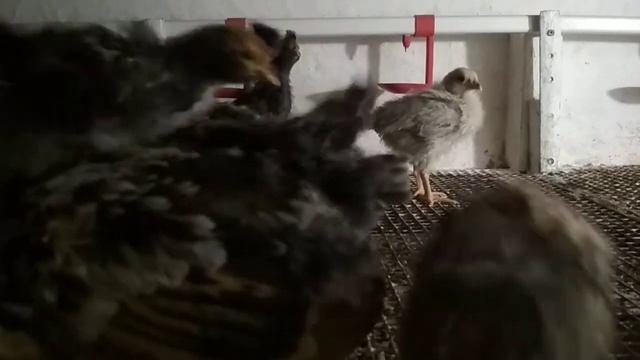 Павловские цыплята растут и меняют прически смотреть онлайн