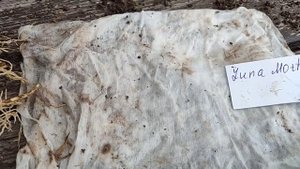 07.08.22 Новые ХОСТЫ обзор сортов покупка с ОКС август 2022