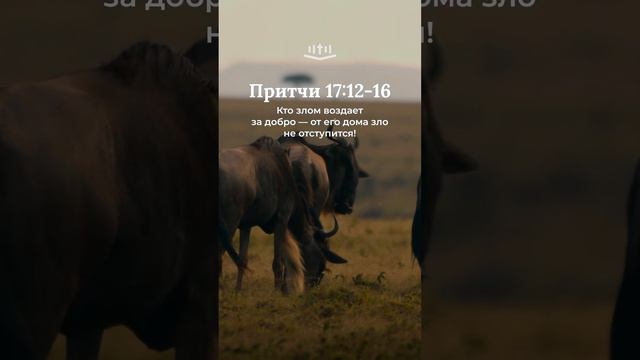 Притчи 17:12-16 #библия #притчи