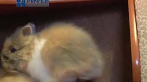 О любимых Карликовые кролики