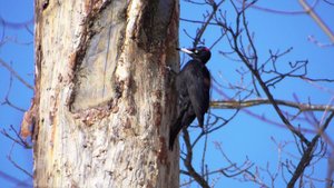 Дом для желны. Самка чёрного дятла делает дупло в стволе сухой сосны ( Dryocopus martius )