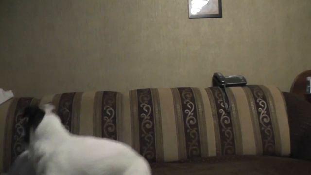 щенки 96.ЛХ смотреть онлайн