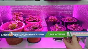 фитолампа или простой светильник ? что лучше ?!