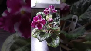 Фиалка Humako Izabella
